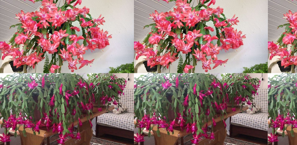 Der Trick, um Weihnachtskakteen in Ihrem Zuhause zum Blühen zu bringen