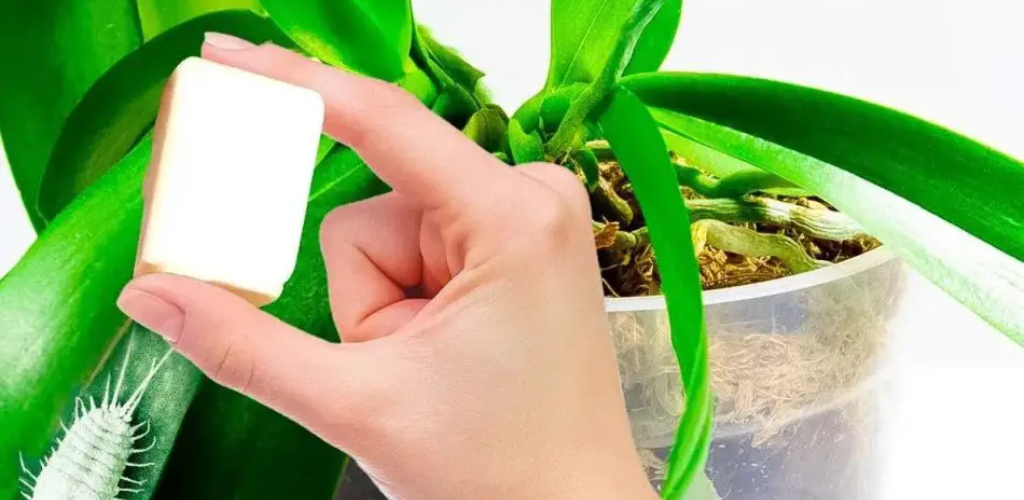 Der Zaubertrick, um die Schildlaus zu beseitigen, die Ihre Pflanzen befällt