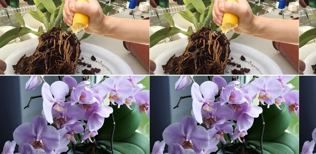 Der Zitronensaft-Trick, um sich zu erholen und Orchideen zum Blühen zu bringen