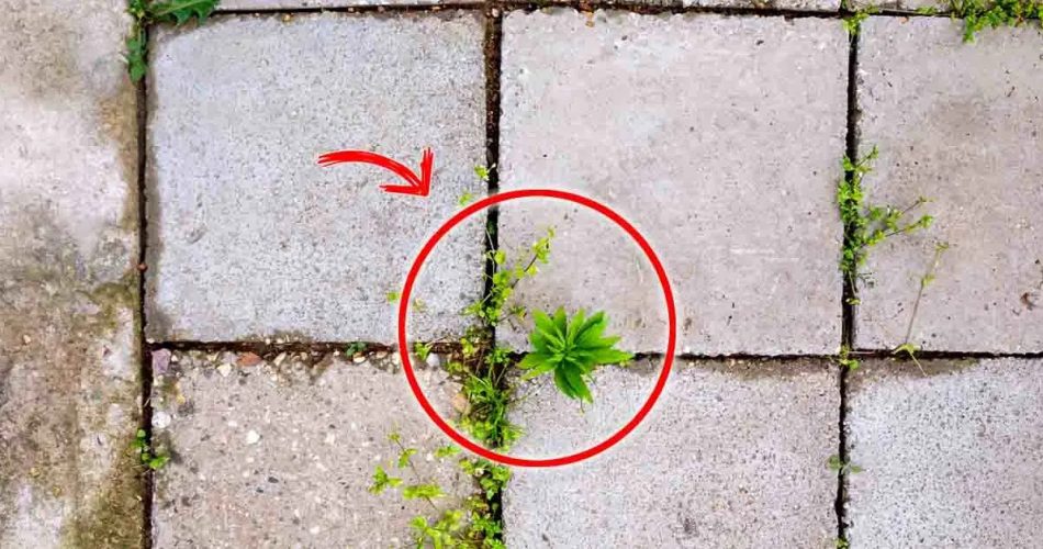 Der einfachste und günstigste Weg, Unkraut zu entfernen