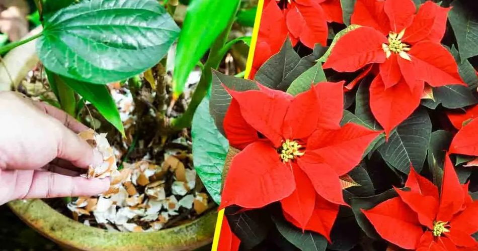 Der geniale Trick, um Pflanzen sehr schnell zum Blühen zu bringen