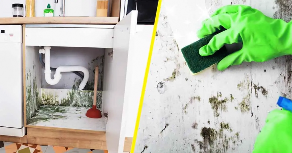 Der geniale Trick, um Schimmel aus Küchen- und Badezimmermöbeln zu entfernen