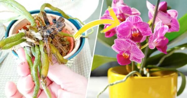 Der geniale Trick, um eine sterbende Orchidee ganz einfach zu retten