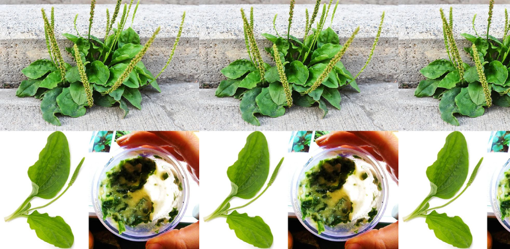 Der mächtige breitblättrige Wegerich: Der kleine Heiler der Natur