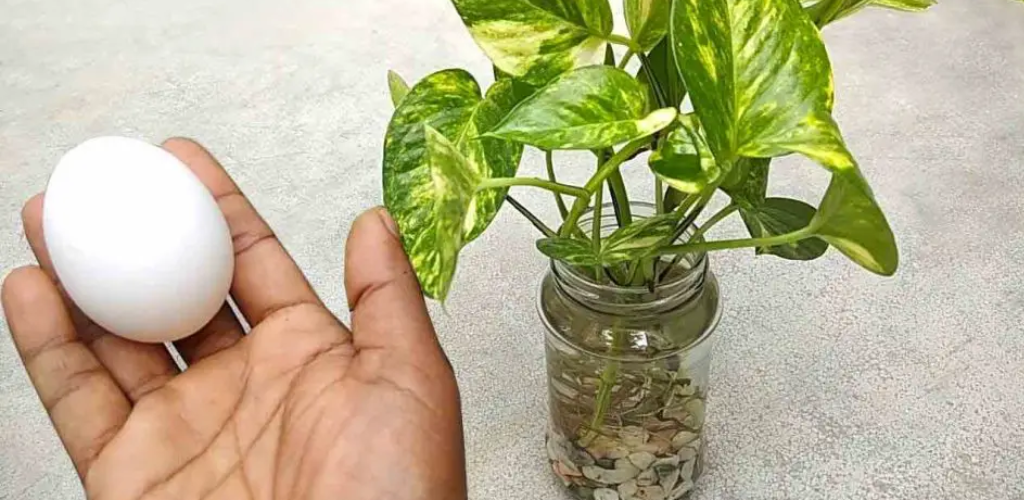 Der stärkste natürliche Dünger für Ihre Pflanzen: nahezu sofortige Ergebnisse