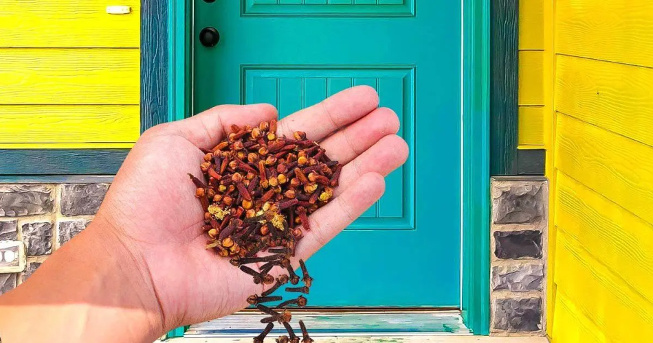 Deshalb ist es im März wichtig, Nelken vor der Haustür zu lassen