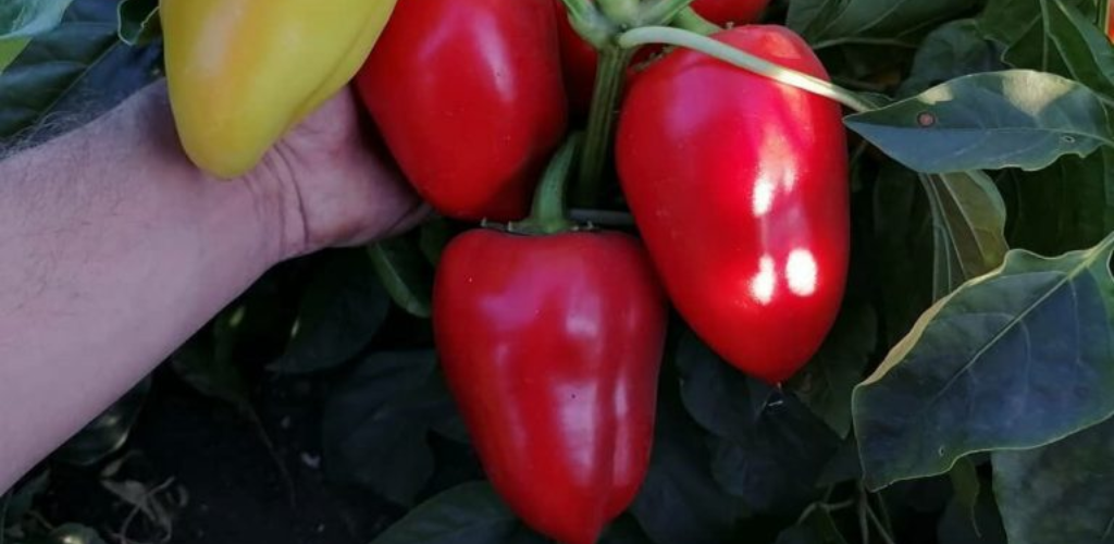 Deshalb pflanze ich Paprika sehr dicht und ZWEI in ein Loch. Bestes Pflanzmuster