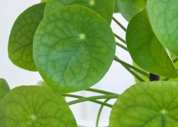 Deshalb sollten Sie Ihre Pflanzen im Sommer nach draußen bringen! Diese 7 sollten jetzt veröffentlicht werden