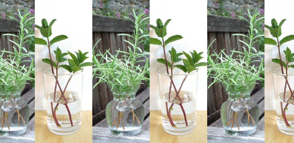 Die 10 besten Kräuter zum Wachsen im Wasser