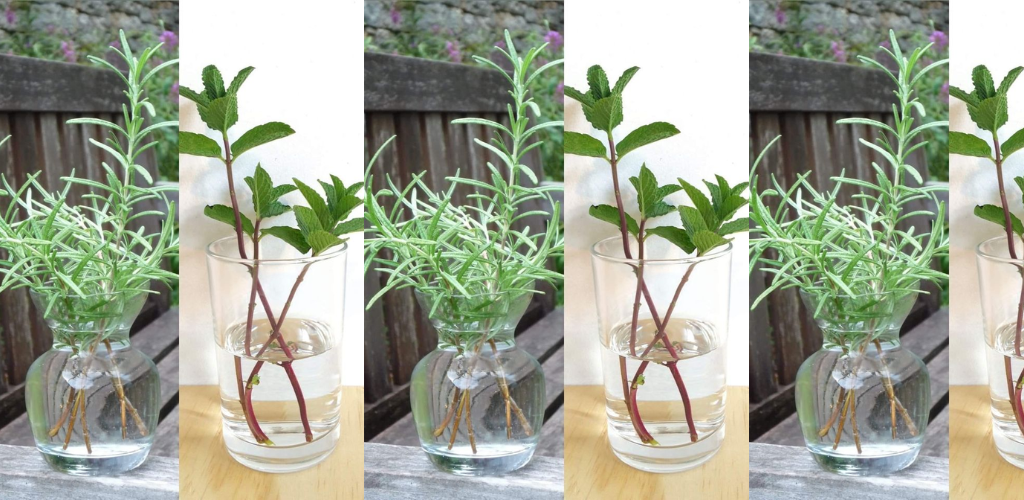 Die 10 besten Kräuter zum Wachsen im Wasser