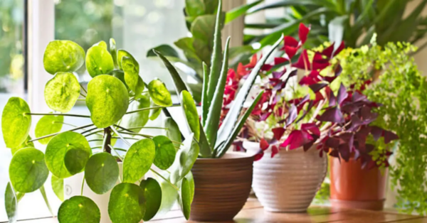 Die 10 schönsten Zimmerpflanzen, die ohne Sonnenlicht wachsen