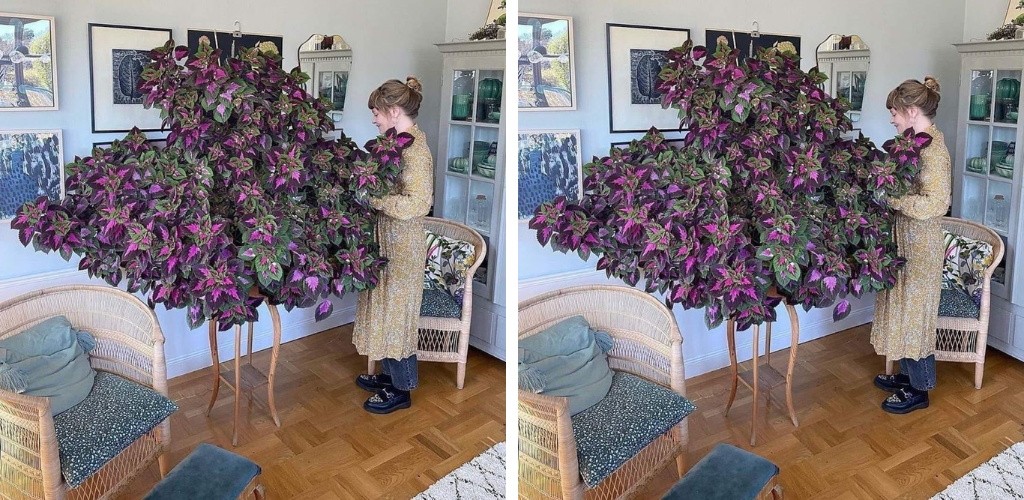 Die 11 besten bunten Coleus-Sorten für den Anbau