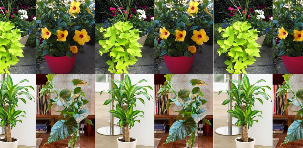 Die 12 besten Kübelpflanzen für Töpfe im Freien