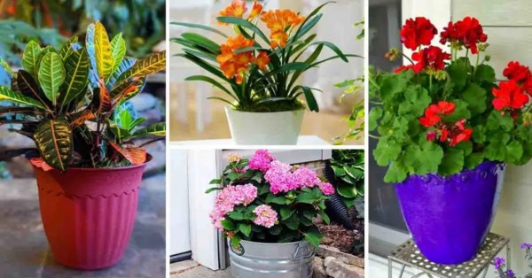 Die 13 schönsten Pflanzen für Ihr Zuhause im Jahr 2022