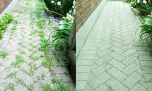 Die 18 effektivsten Möglichkeiten, Unkraut ohne den Einsatz von Chemikalien zu vernichten