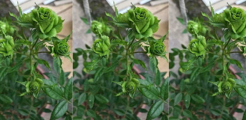 Die 3 schönsten Sorten grüner Rosen