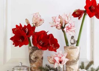 Die 5 besten Zimmerpflanzen für die Weihnachtsdekoration