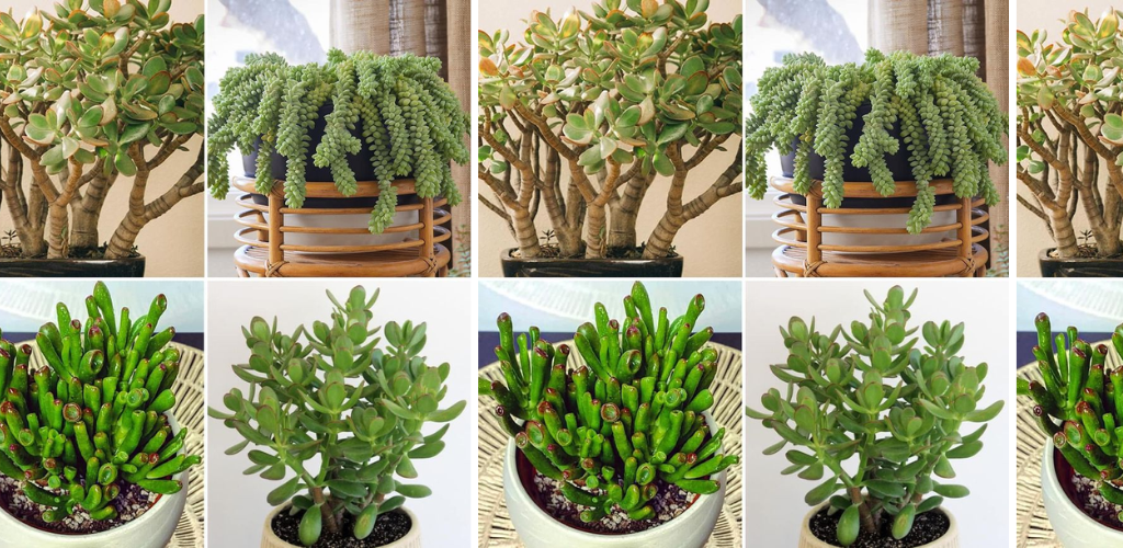 Die 7 Sukkulenten, die sich am besten für die Innenhaltung eignen