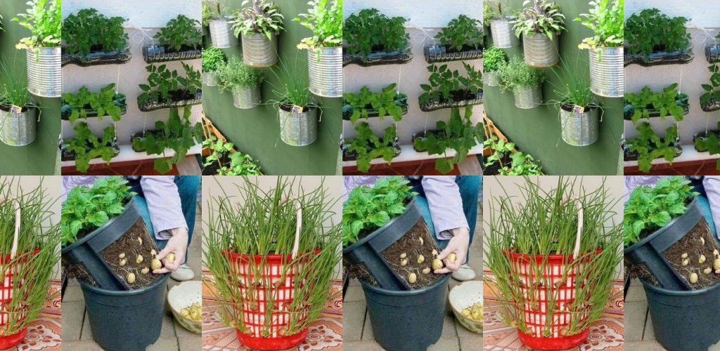 Die 8 besten Obst- und Gemüsesorten, die Sie in Töpfen anbauen können