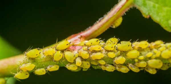 Die Geheimnisse zur wirksamen Beseitigung von Blattläusen an Mandelbäumen