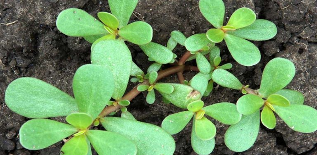 Die Heilkraft der Portulak-Tinktur