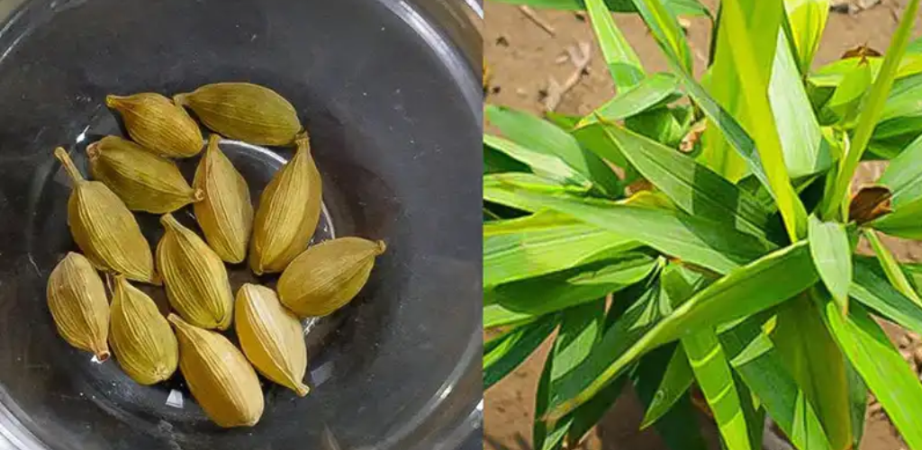 Die Königin der Gewürze: Kardamom aus Samen zu Hause anbauen