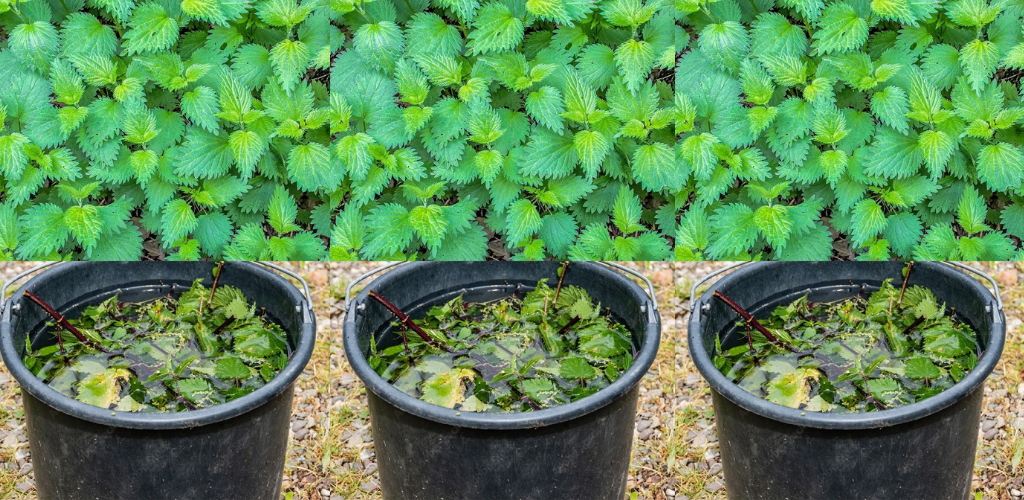 Die Kraft des Pestizids Brennnesseldünger für eine nachhaltige Landwirtschaft nutzen