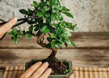 Die Kunst des Bonsai beherrschen: Tipps und Tricks für ein optimales Wachstum Ihres Miniaturbaums