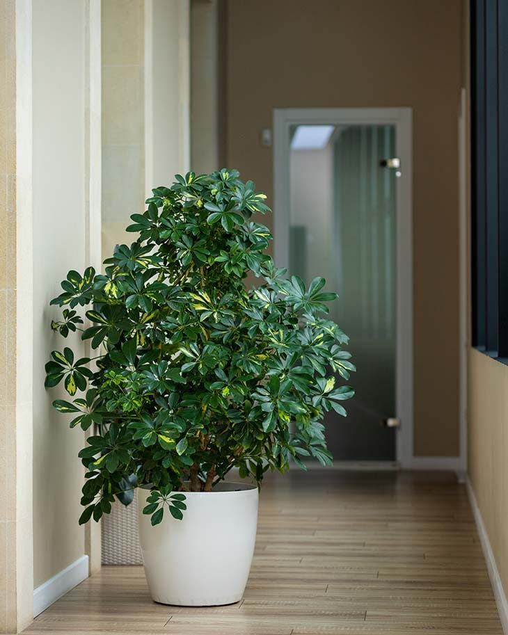 Die Pflanze, die Zigarettenrauch absorbiert: Sie ist pflegeleicht und hat viele Vorteile für Ihr Zuhause 2 Schefflera-Topf