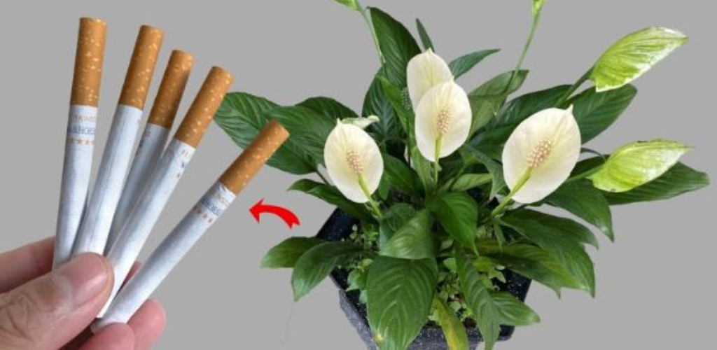 Die Pflanze, die Zigarettenrauch absorbiert: Sie ist pflegeleicht und hat viele Vorteile für Ihr Zuhause