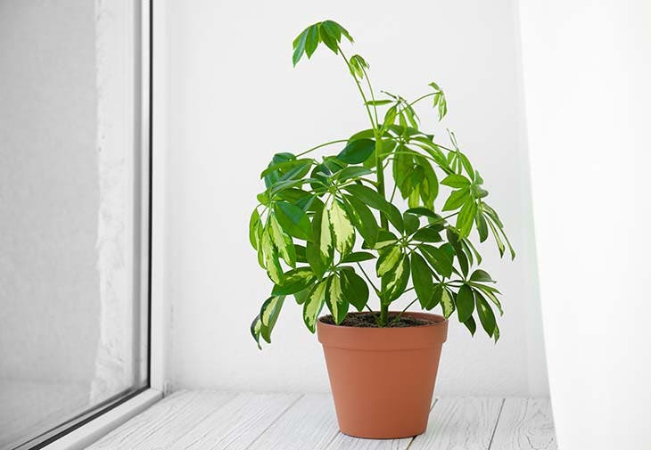 Die Pflanze, die Zigarettenrauch absorbiert: Sie ist pflegeleicht und hat viele Vorteile für Ihr Zuhause 3 Schefflera am Eingang des Hauses