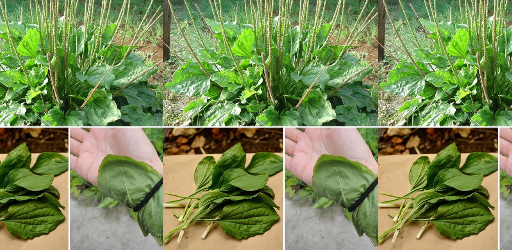 Die Pflanze, die den Cholesterinspiegel senkt, Diabetes, Hämorrhoiden und Durchfall heilt und die Nieren reinigt