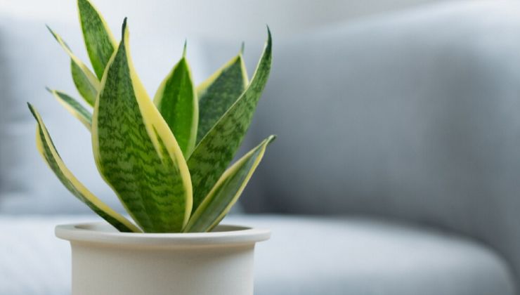 Kultivierung der Sprache der Schwiegermutter