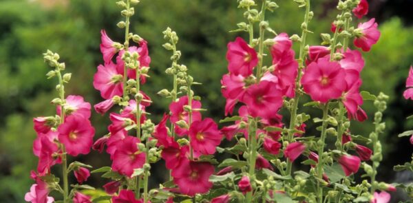 Die Stockrose: Die majestätische Königin der Gärten wachsen und pflanzen