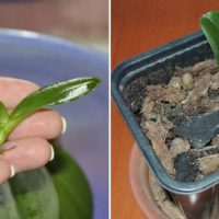 Die Vermehrung von Orchideen meistern. Wie kann man in einer gewöhnlichen Wohnung eine tropische Atmosphäre schaffen?!