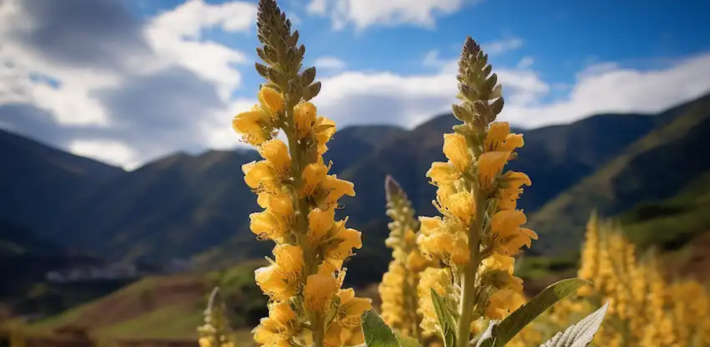 Die Wunder der Königskerze: Ein umfassender Leitfaden zu ihren Vorteilen und Verwendungsmöglichkeiten