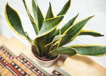 Die Zunge der Schwiegermutter, hier können Sie sie in Ihrem Zuhause platzieren, damit sie schön und majestätisch ist