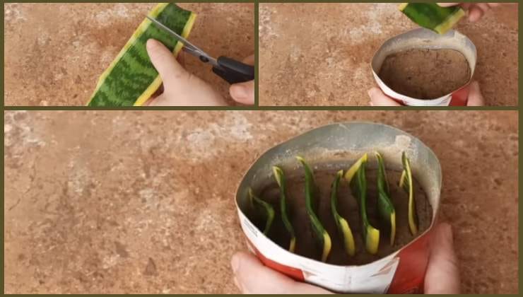 Schwiegermutter Zunge, das Geheimnis der perfekten Fortpflanzung