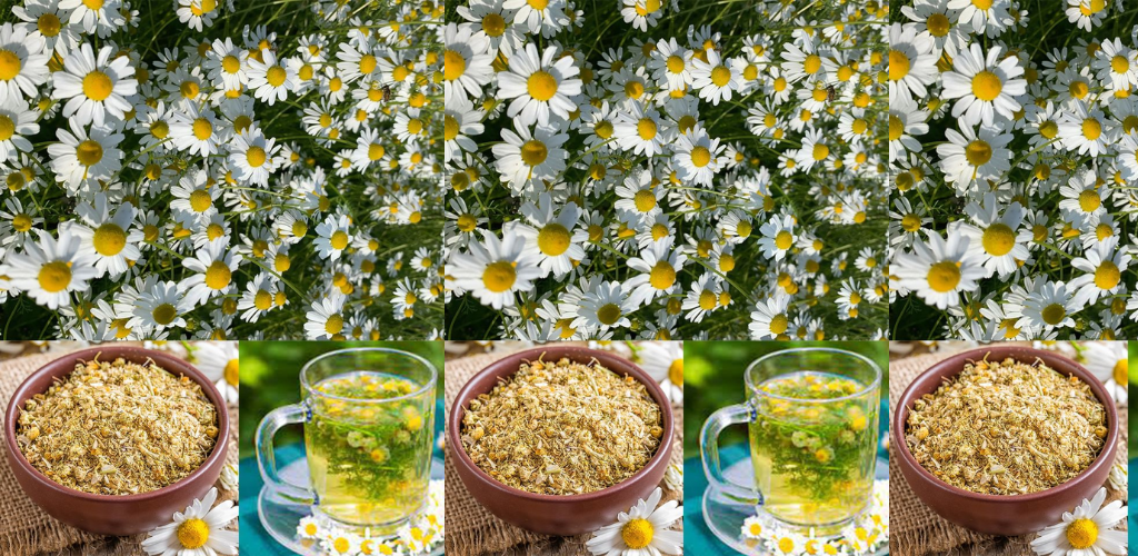 Die beruhigende Kraft der Kamille: Ein natürliches Heilmittel gegen Menstruationsbeschwerden und mehr