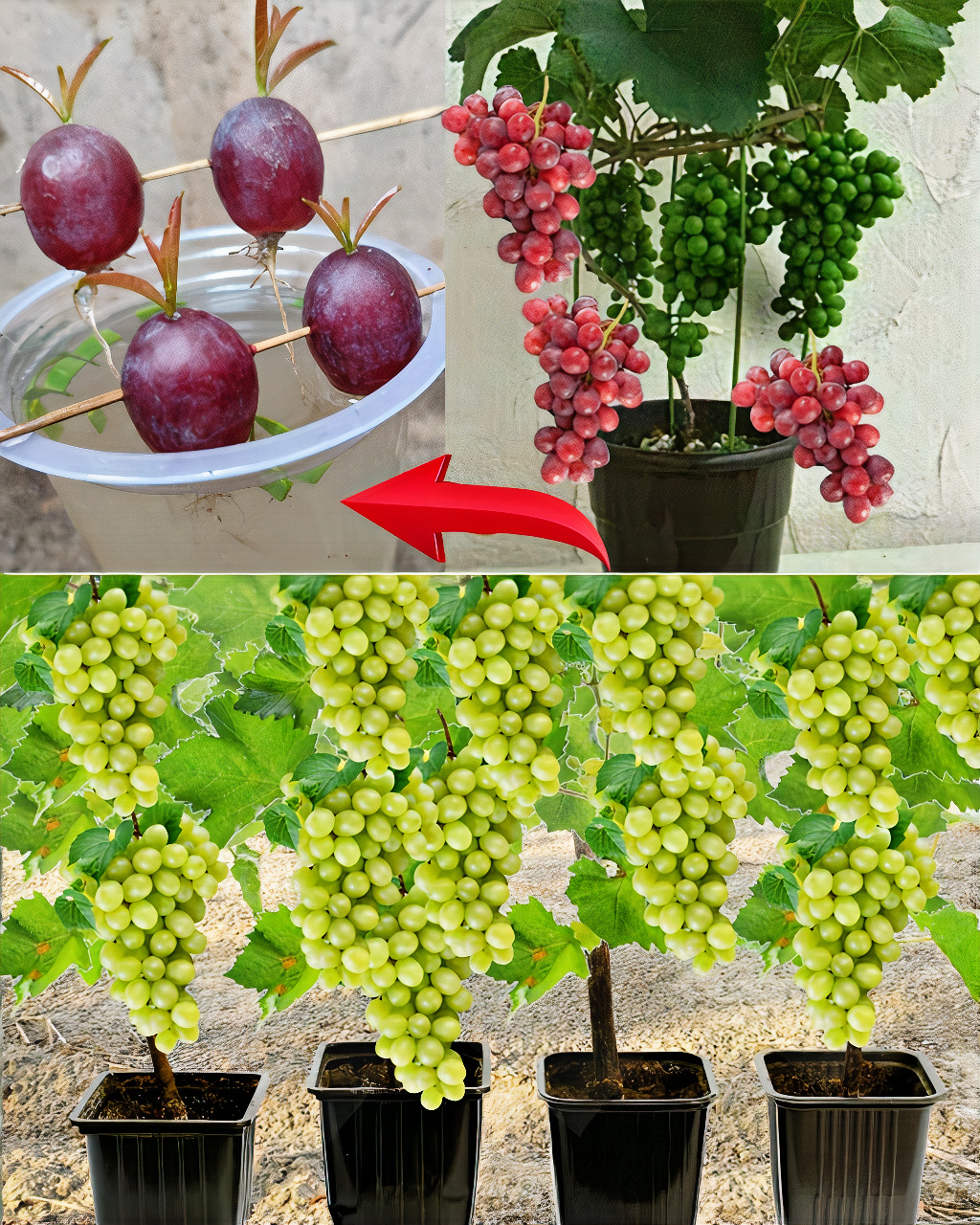 Die beste Methode zum Anbau von Weintrauben in einem Behälter aus Samen