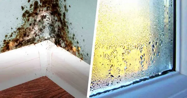 Die beste Zimmerpflanze, um Feuchtigkeit von den Hauswänden aufzunehmen