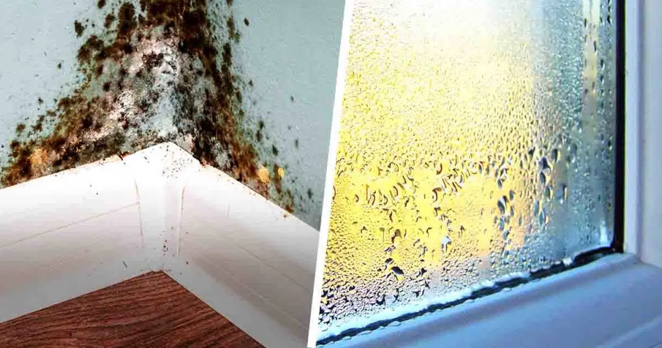 Die beste Zimmerpflanze, um Feuchtigkeit von den Wänden Ihres Hauses zu absorbieren