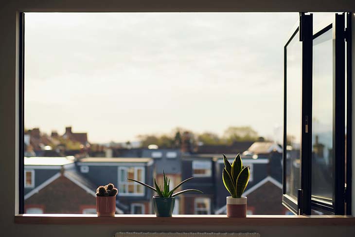 Die beste Zimmerpflanze, um Feuchtigkeit von den Hauswänden aufzunehmen 3 Fenster öffnen