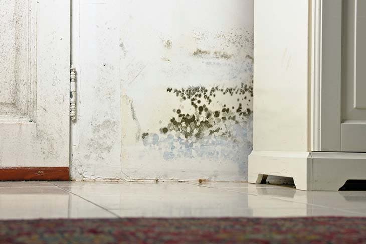 Die beste Zimmerpflanze, um Feuchtigkeit von den Hauswänden aufzunehmen 2 Schimmel