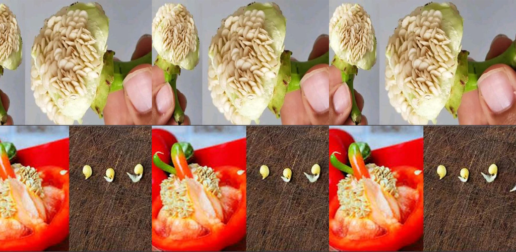 Die besten Möglichkeiten, Pfeffersamen zum Keimen zu bringen