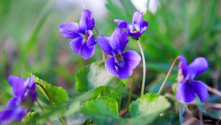 Viola, Februarpflanze