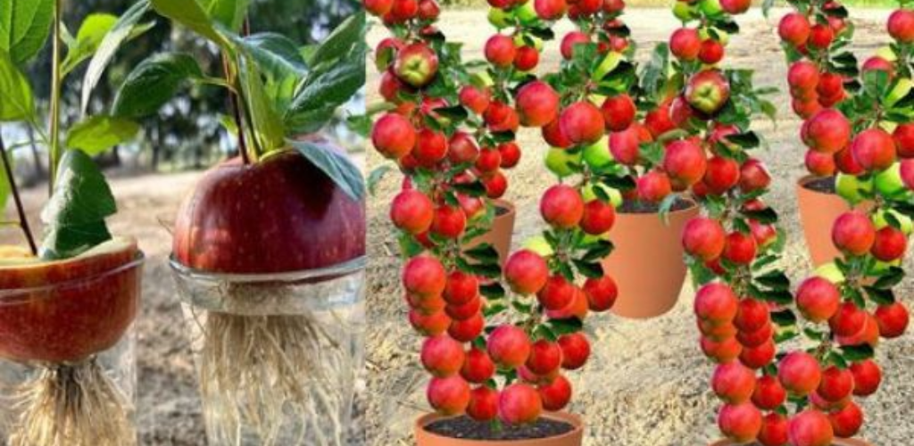 Die besten und schönsten Pflanzen, die man im Februar pflegen sollte: Ratschläge von erfahrenen Gärtnern