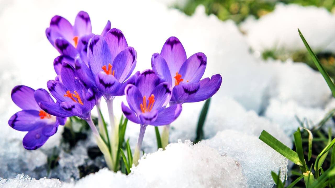 Pflanzen, die im Februar gepflegt werden müssen