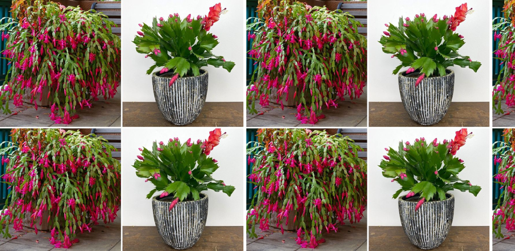 Die effektivsten Tricks, um den Weihnachtskaktus das ganze Jahr über blühen zu lassen