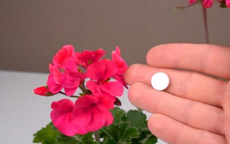 Die geheime Technik der Gärtner, um die Blüte von Geranien zu vervielfachen